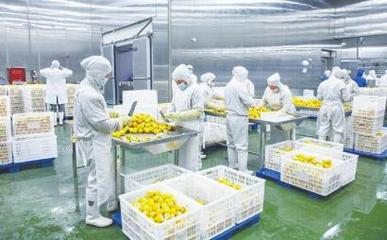 四川德顺源食品股份 冻干食品出口繁忙，工人加紧生产迎海外市场